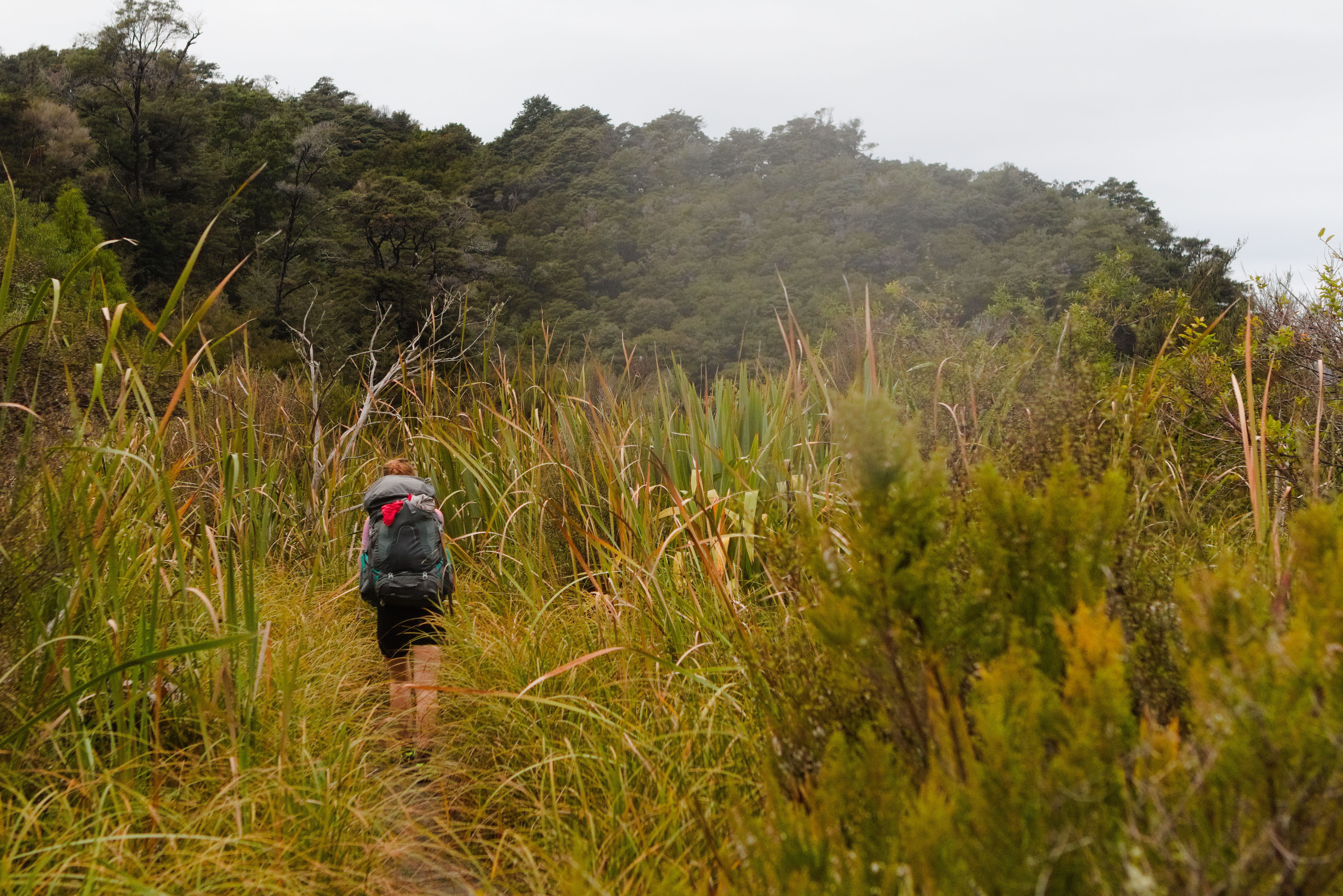 Pukatea Walk