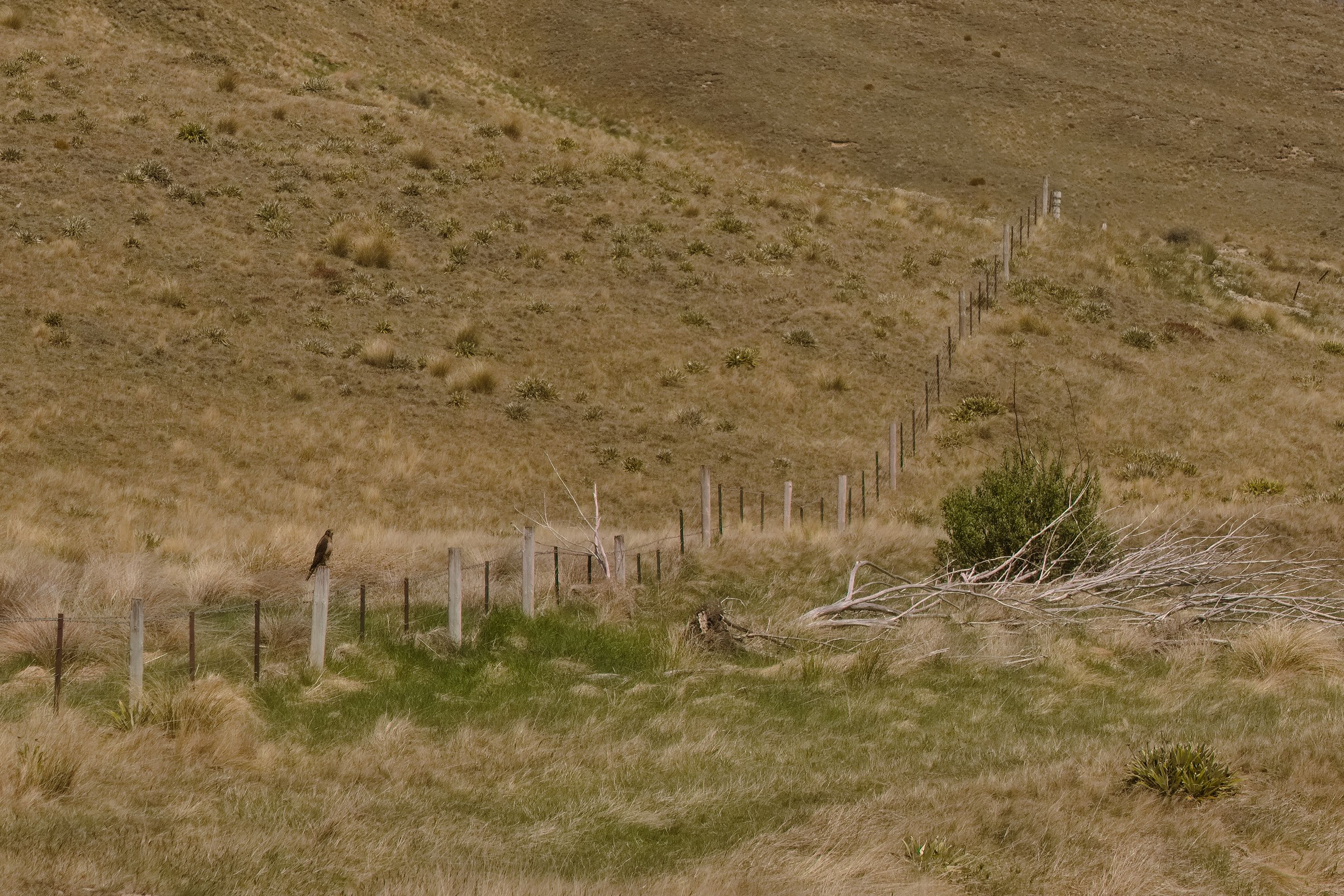 A [Kārearea (New Zealand Falcon)](https://nzbirdsonline.org.nz/species/new-zealand-falcon) watches us pass by.
