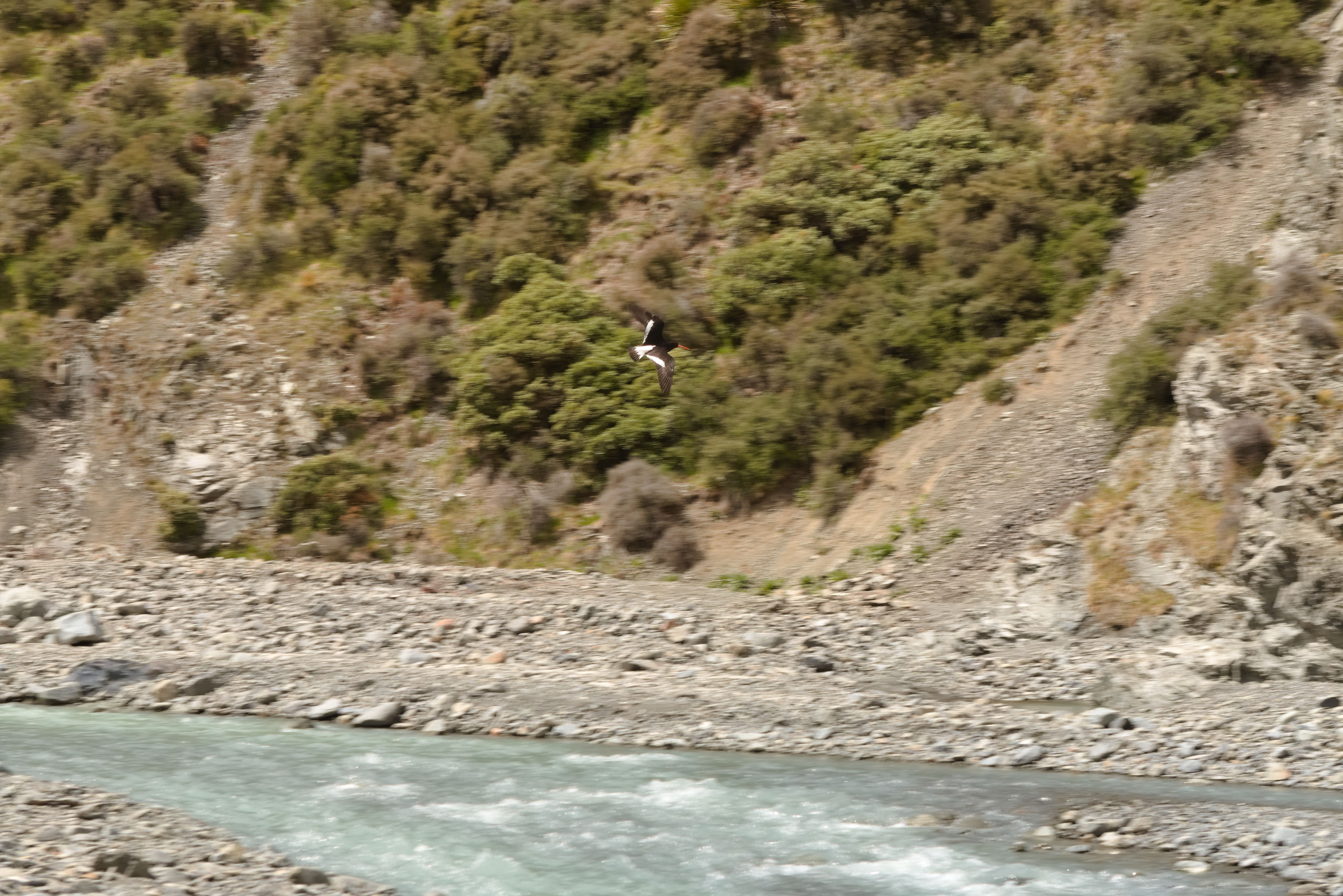 A [Tōrea pango (variable oystercatcher)](https://nzbirdsonline.org.nz/species/variable-oystercatcher) which we accidentally disturbed on Swift River.