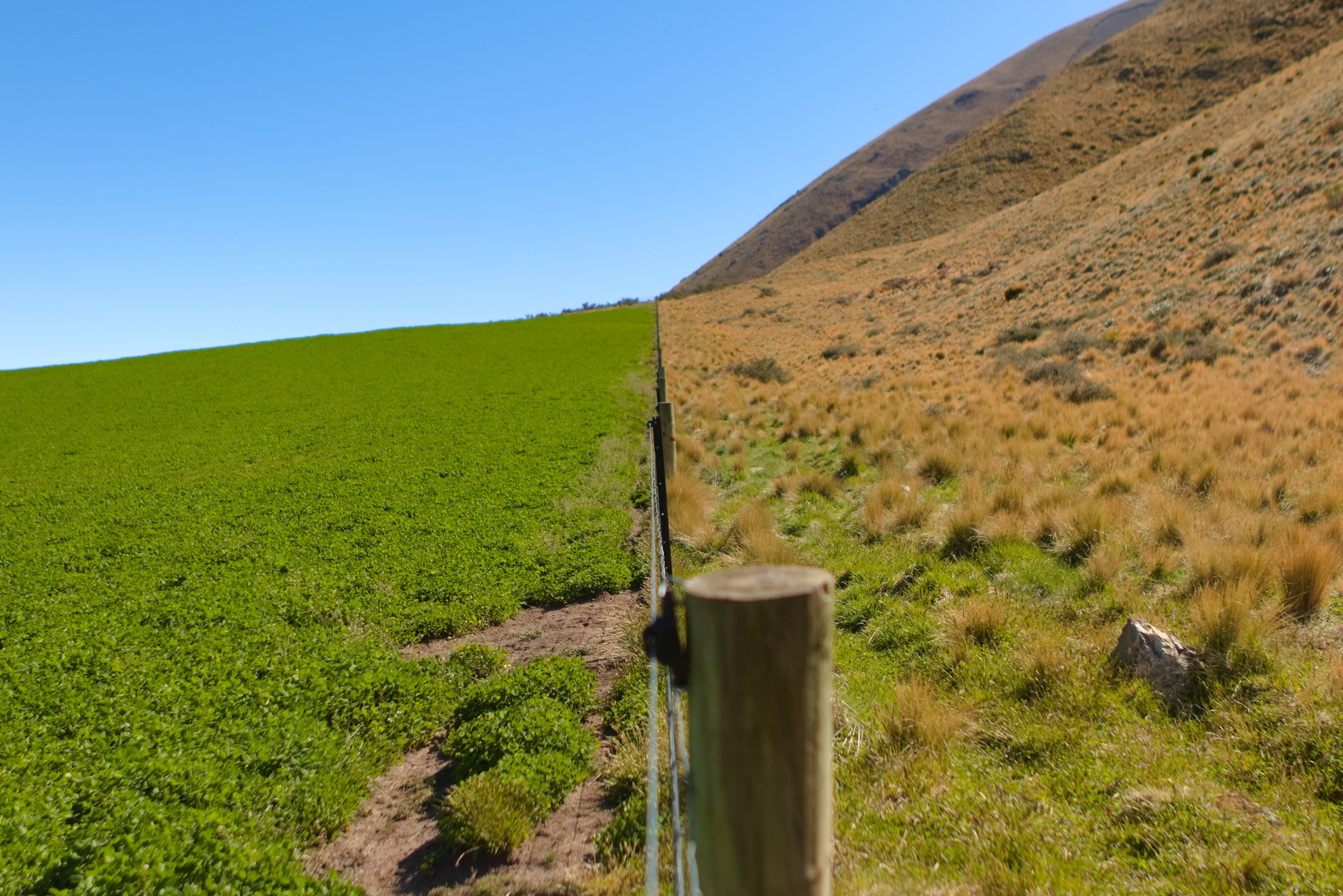 Contrasting high-country tussock and coverfield 🤢.