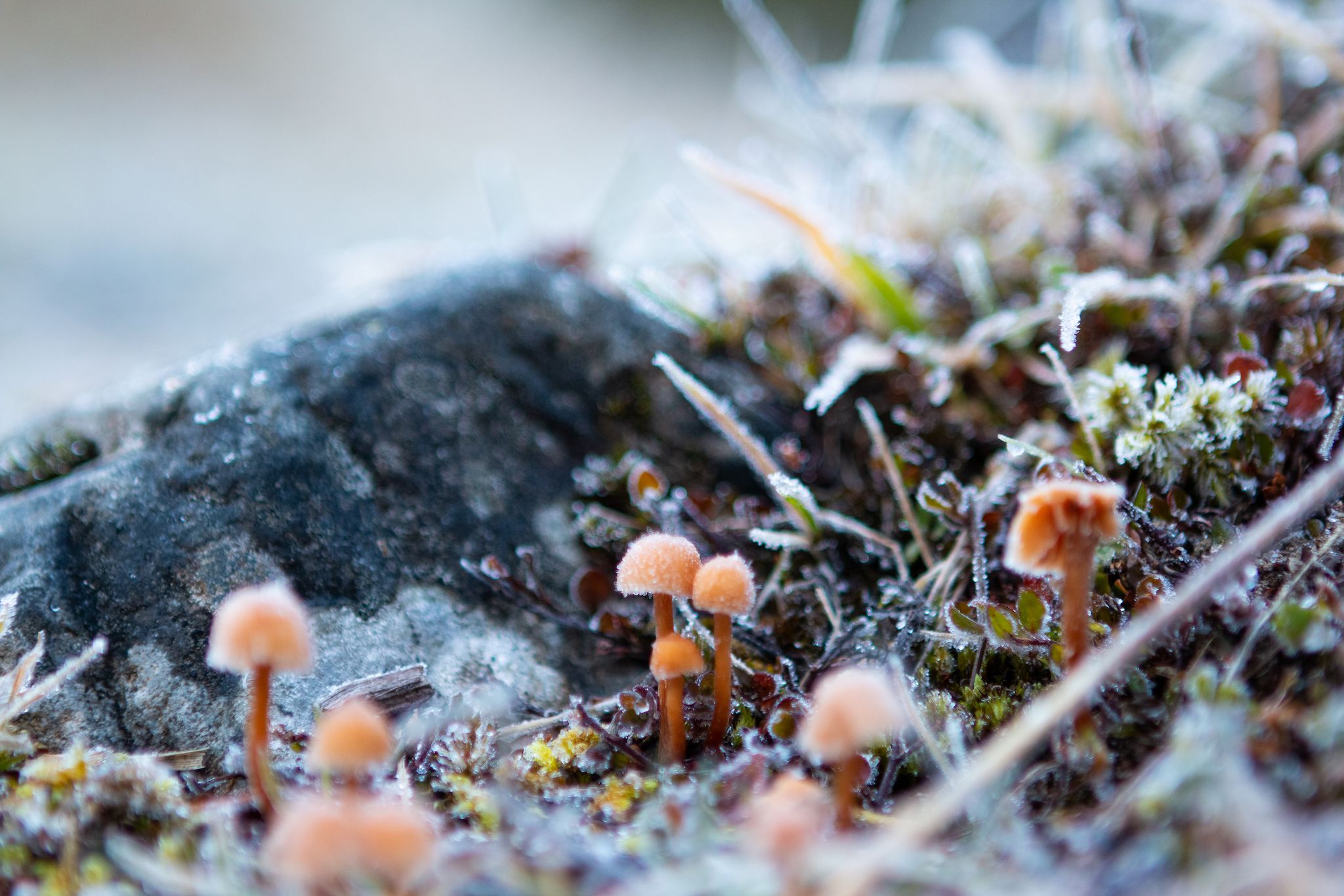Frosty shrooms on the way to Edwards Hut.