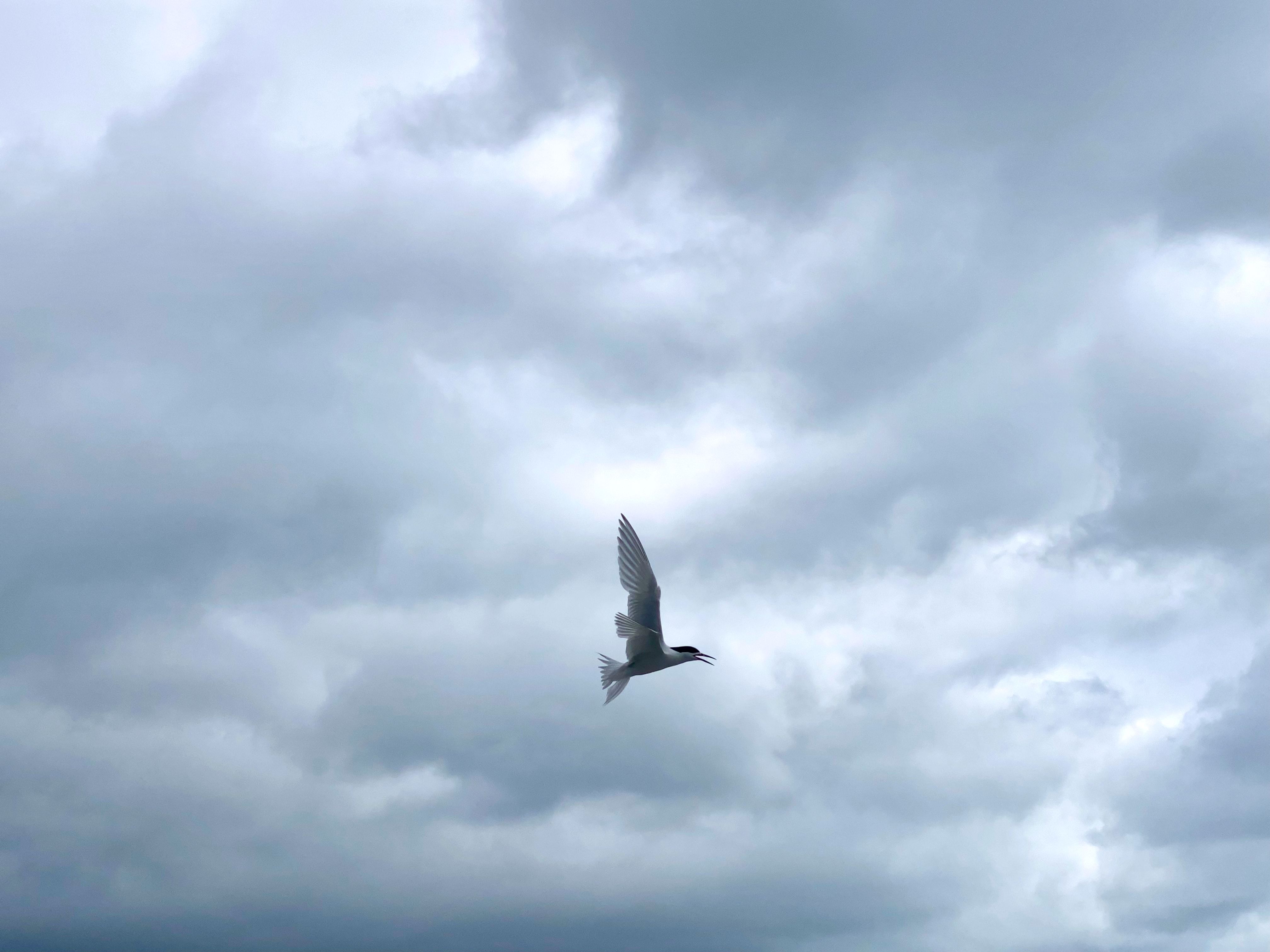 Tara ([White-fronted Tern](https://nzbirdsonline.org.nz/species/white-fronted-tern)) at Martin's Bay lagoon.