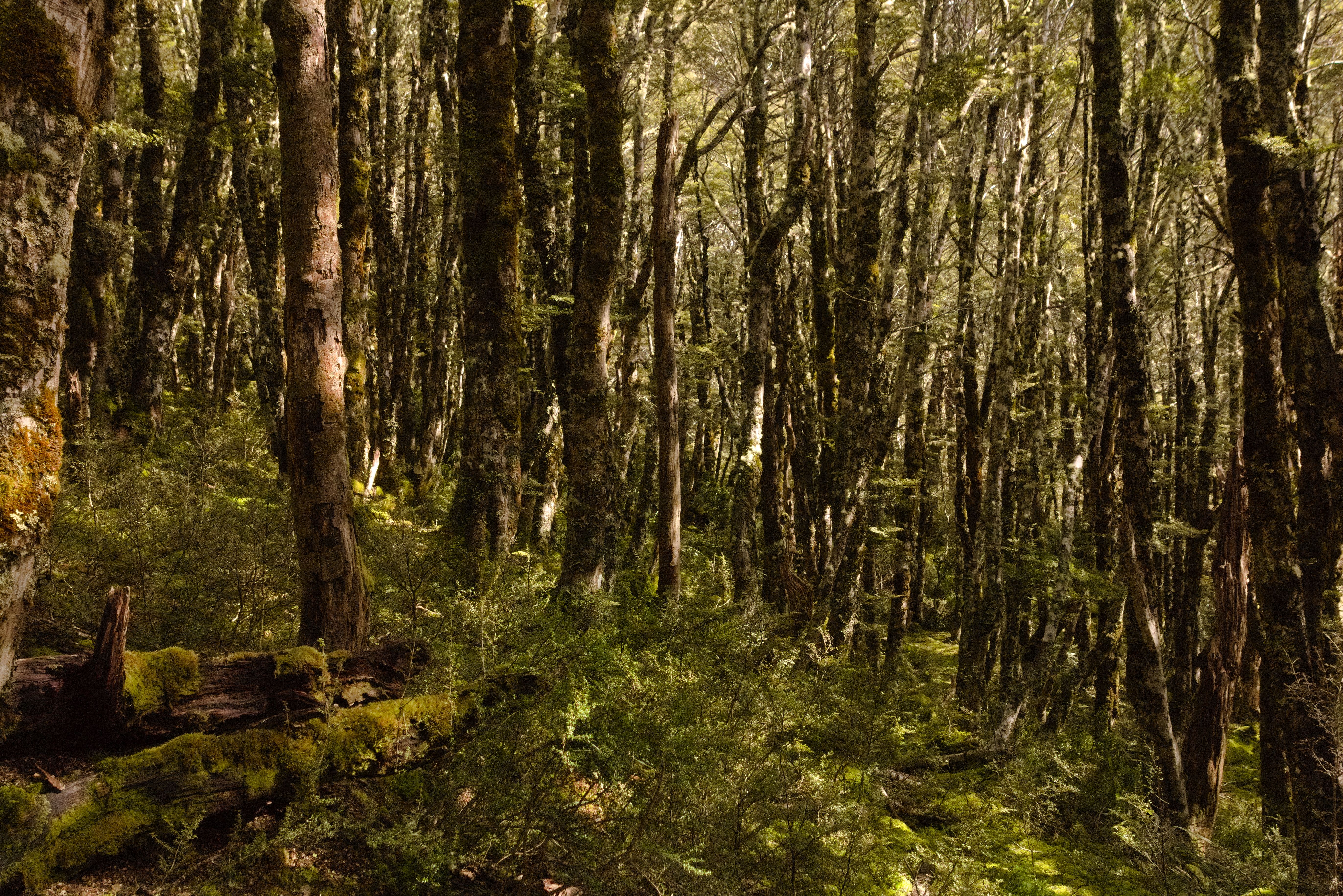I was enamoured with the fairytale-like forest surrounding Lake Man Biv.