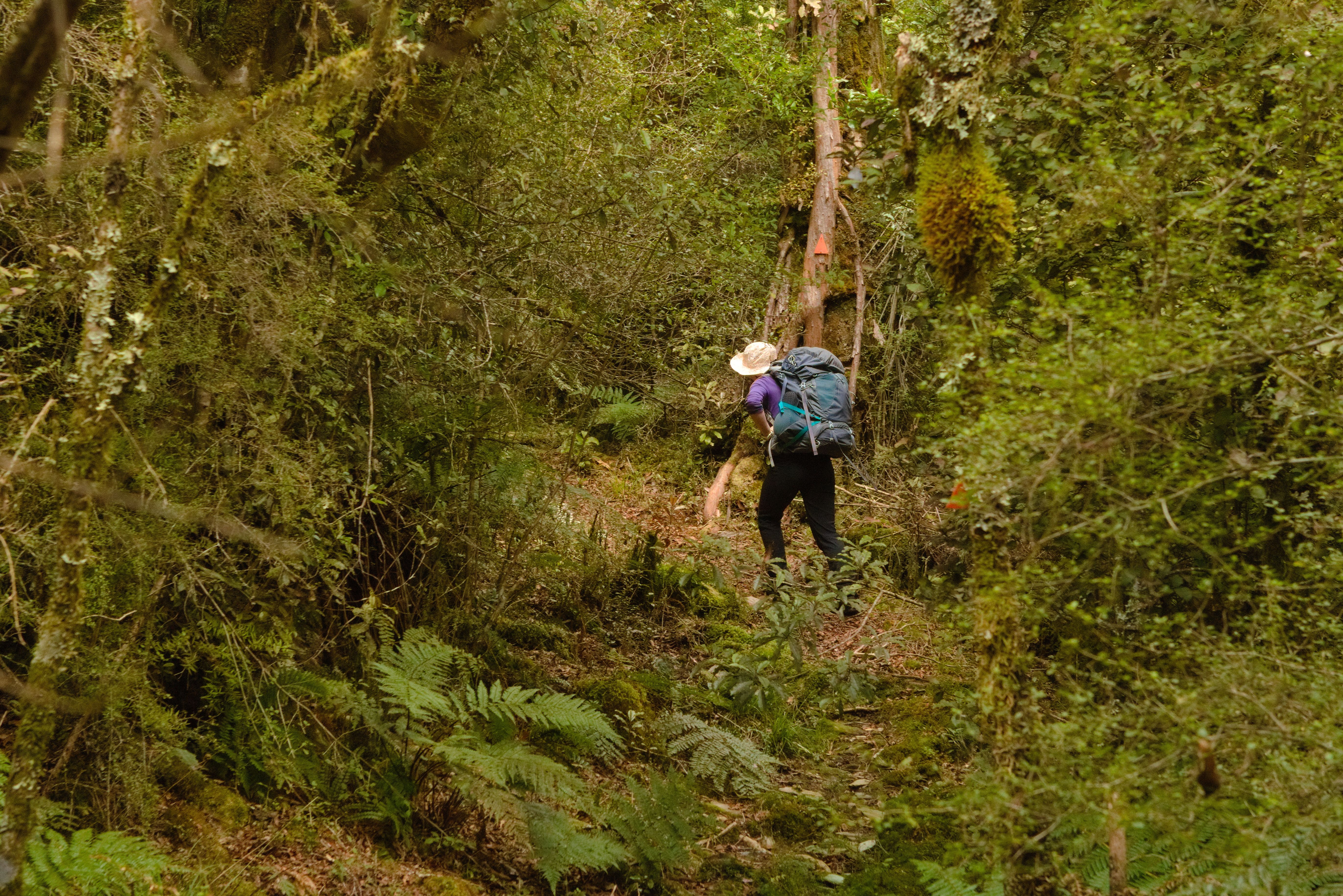 Some overgrown forest on the way to Jacko Flat Hut.