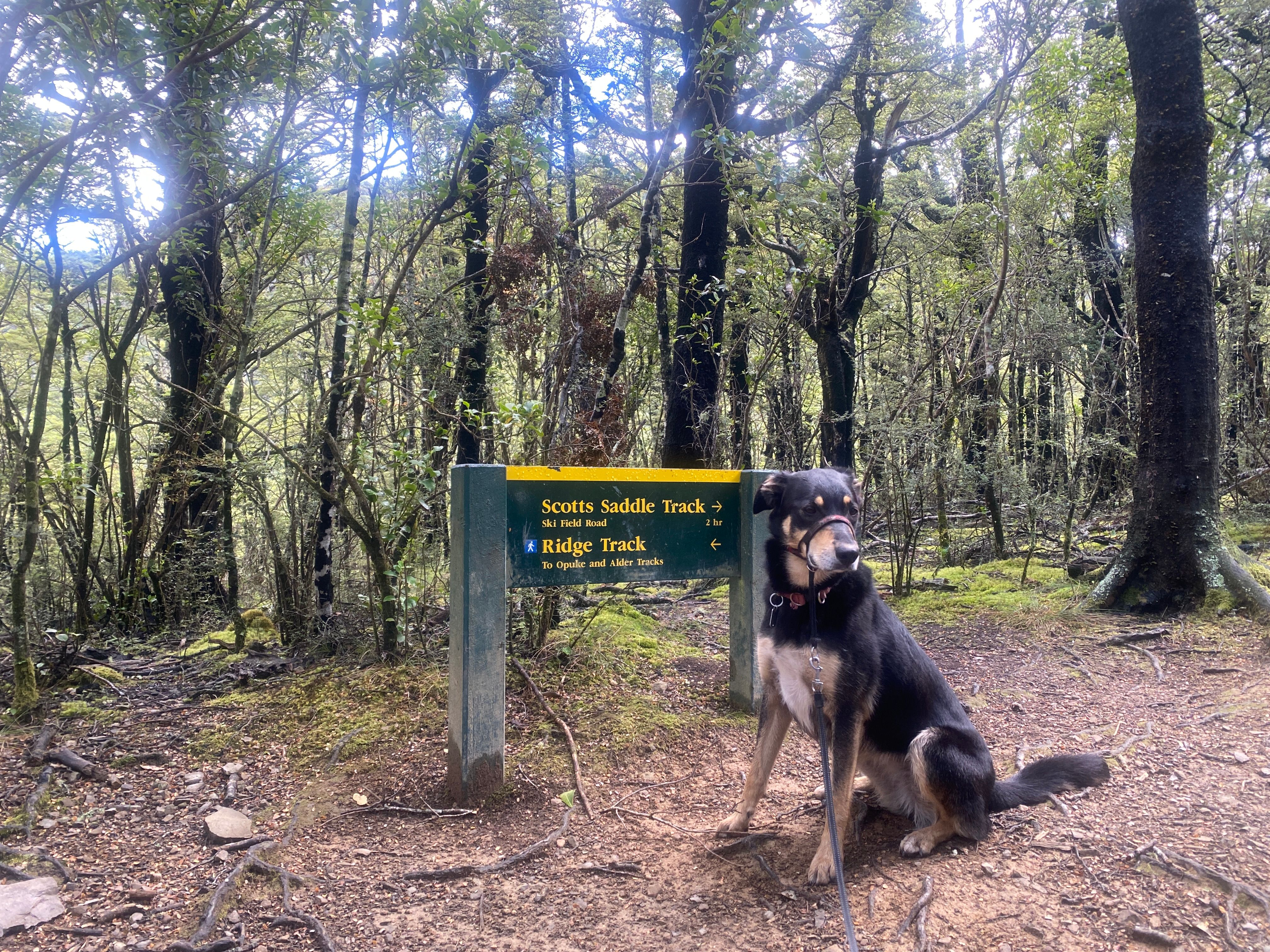 Korra ready to get going up the hill!
