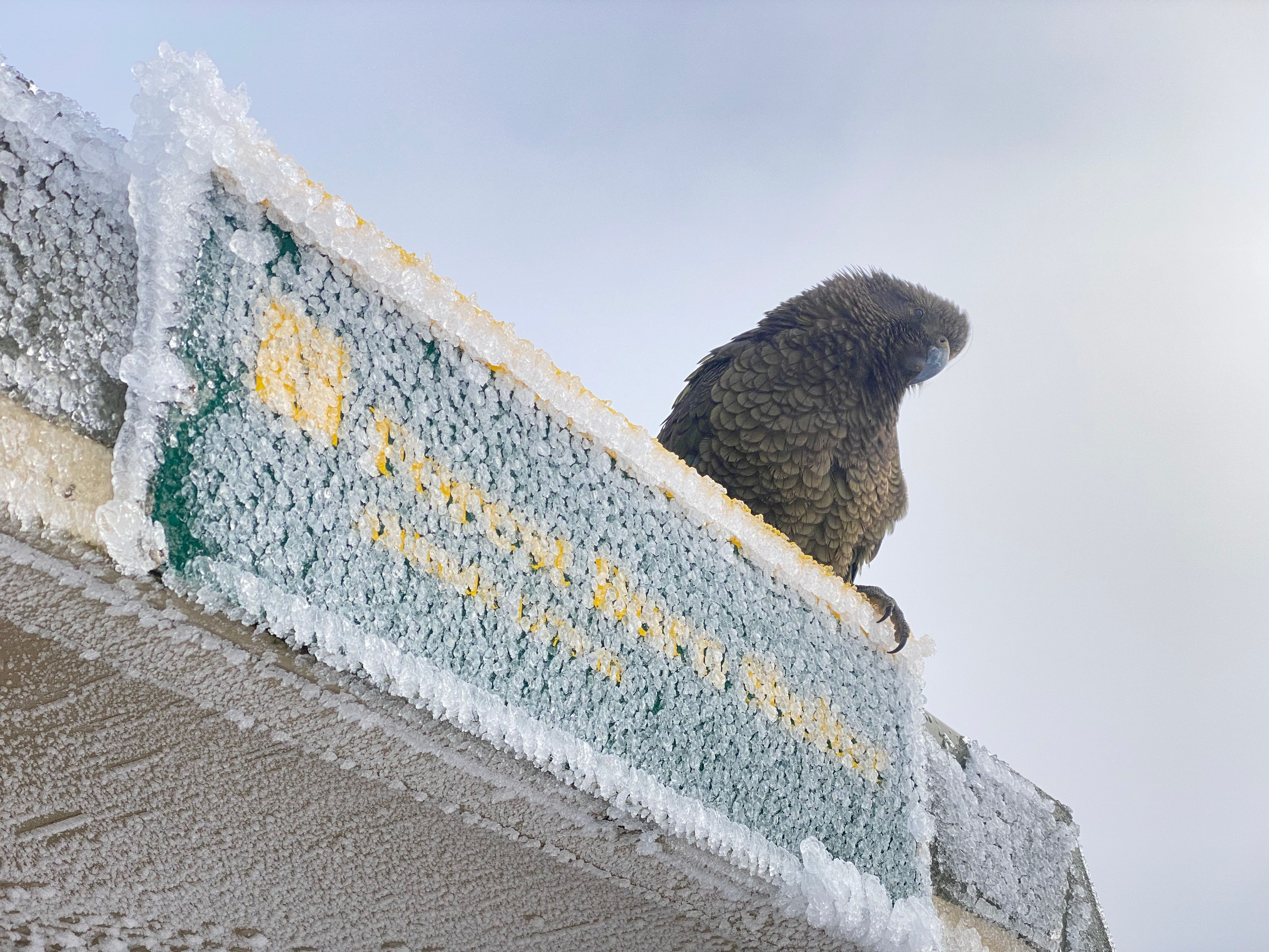 Very curious and friendly green #2 kea at the shelter.