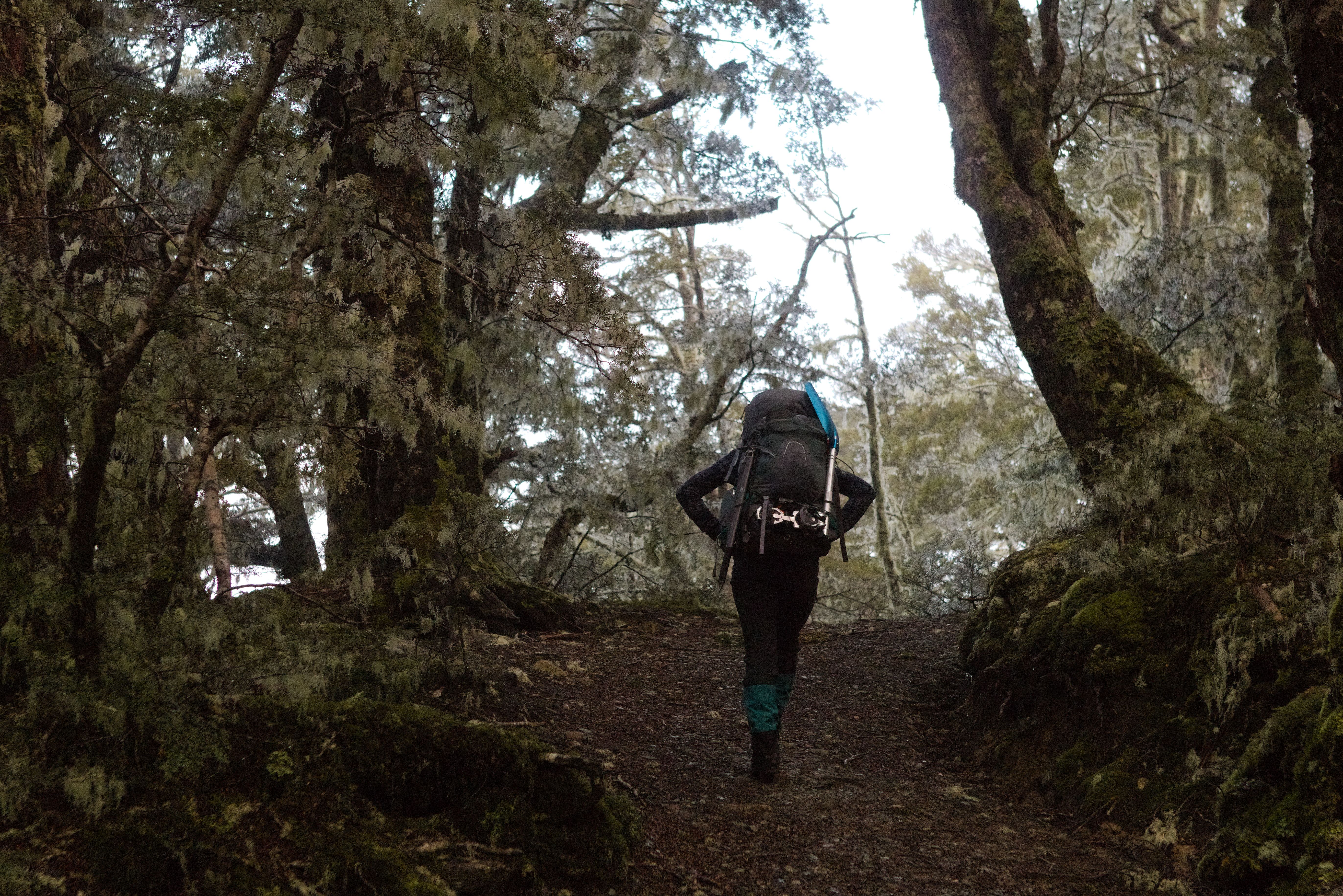 Very cool light green moss on the trees near the treeline.