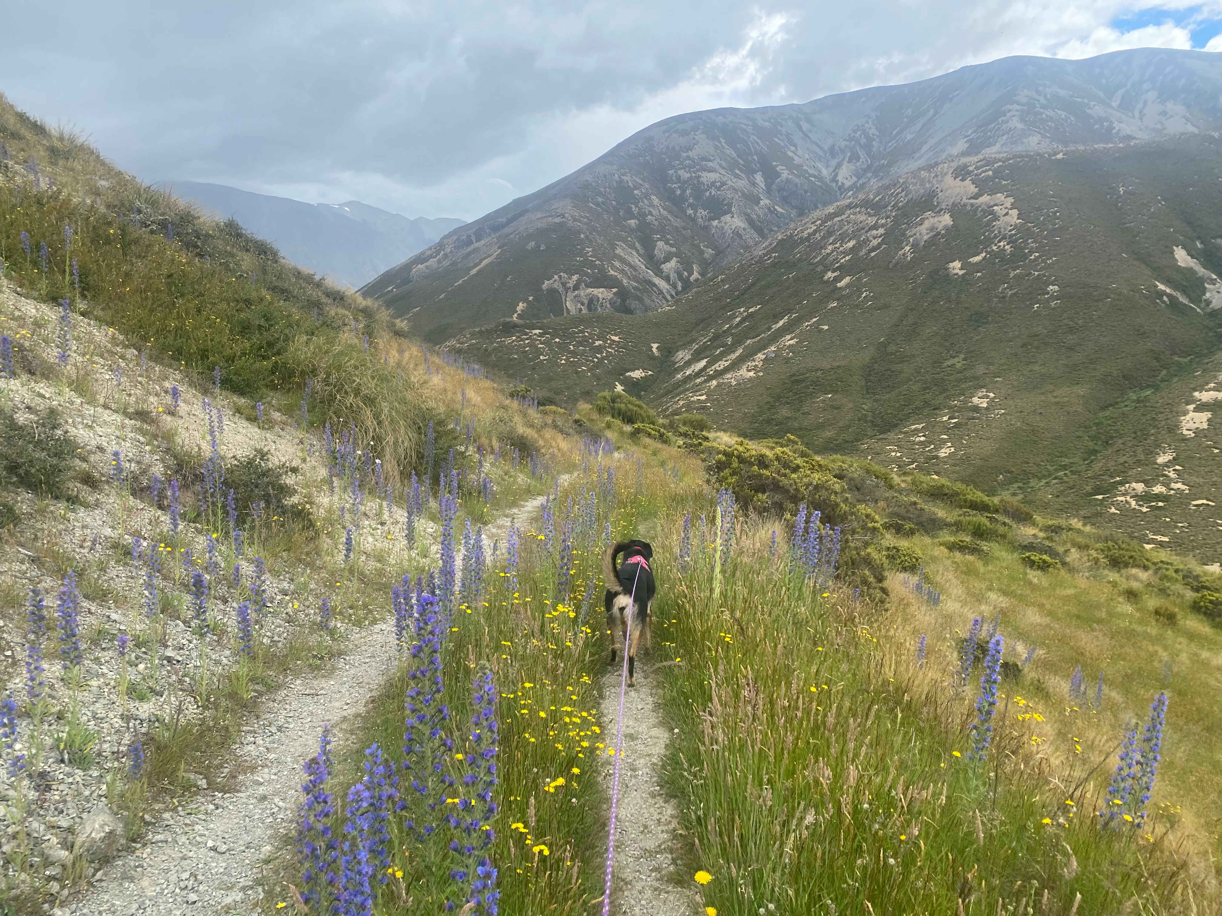 Lovely lupins adding some colour to the high country browns.