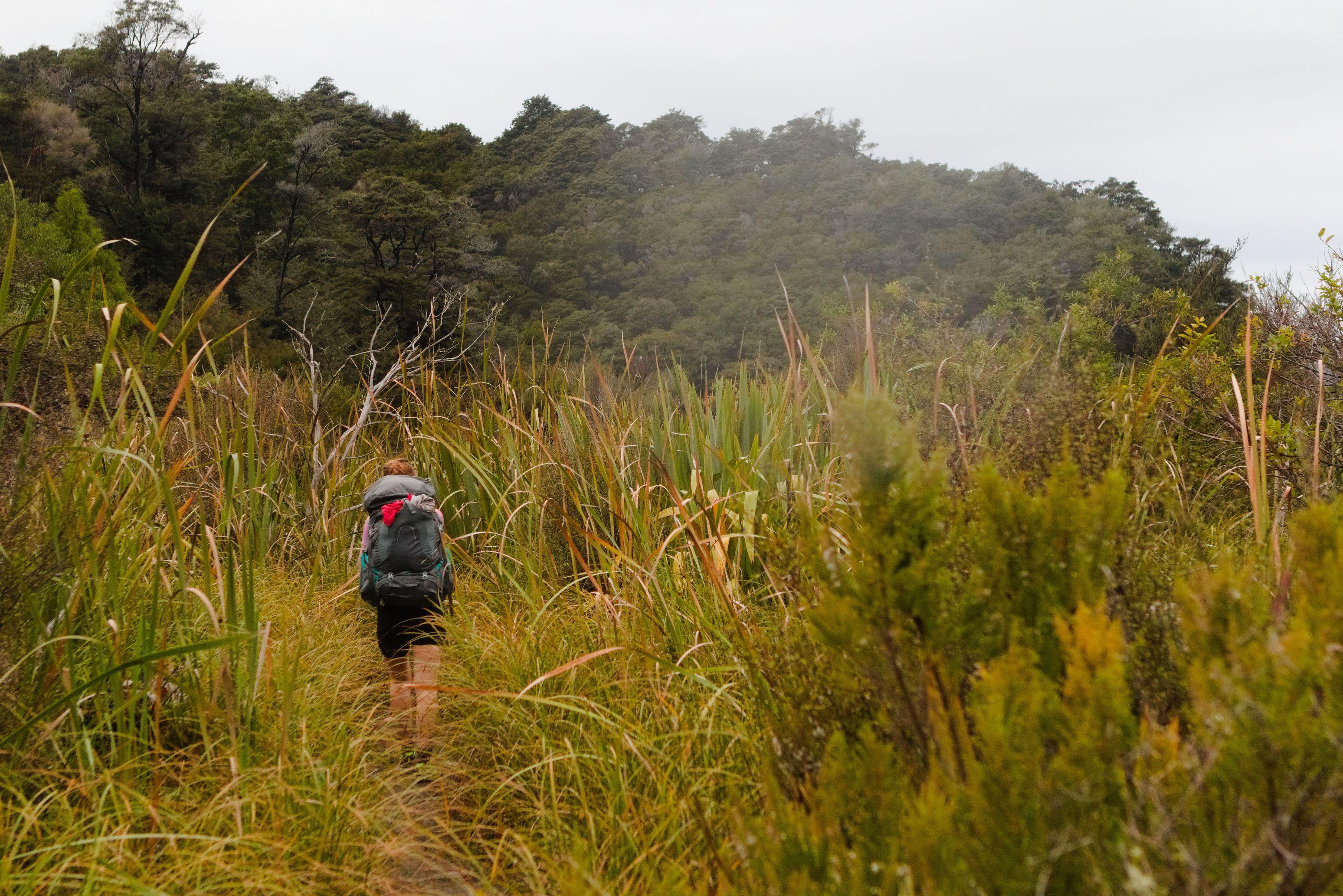 Pukatea Walk