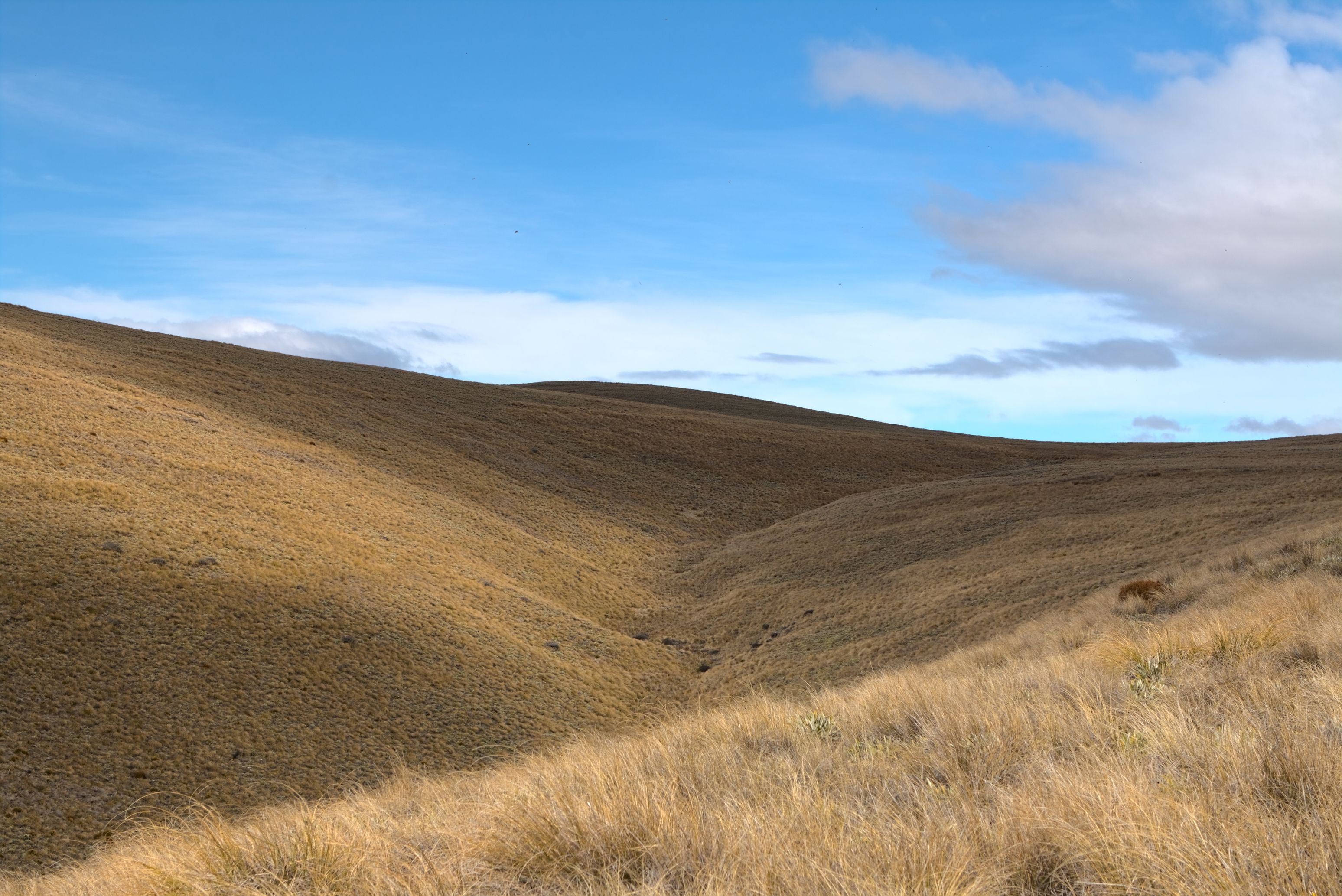 The Dogs Range version of the Windows XP wallpaper.