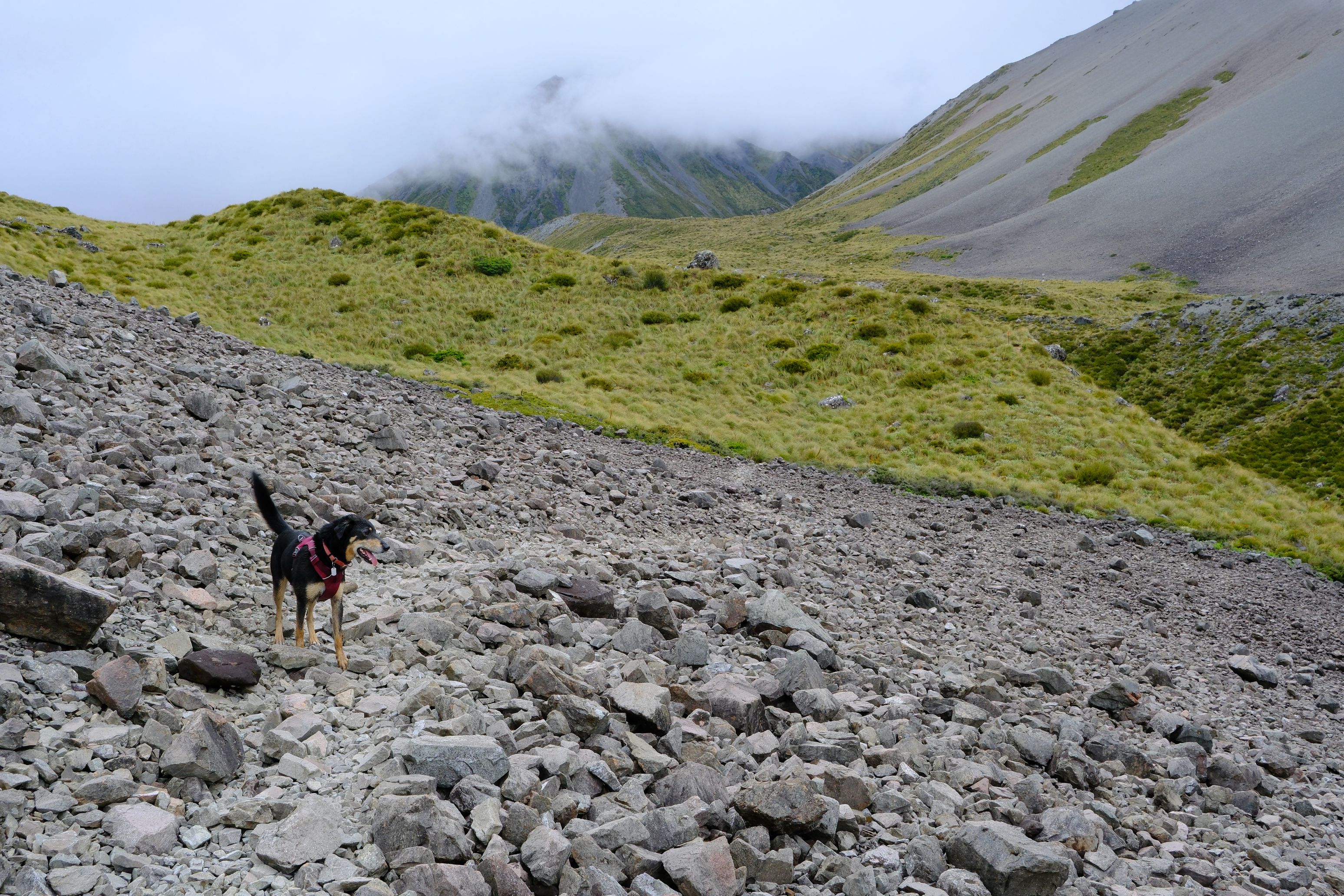 Korra enjoying a wee explore off leash.