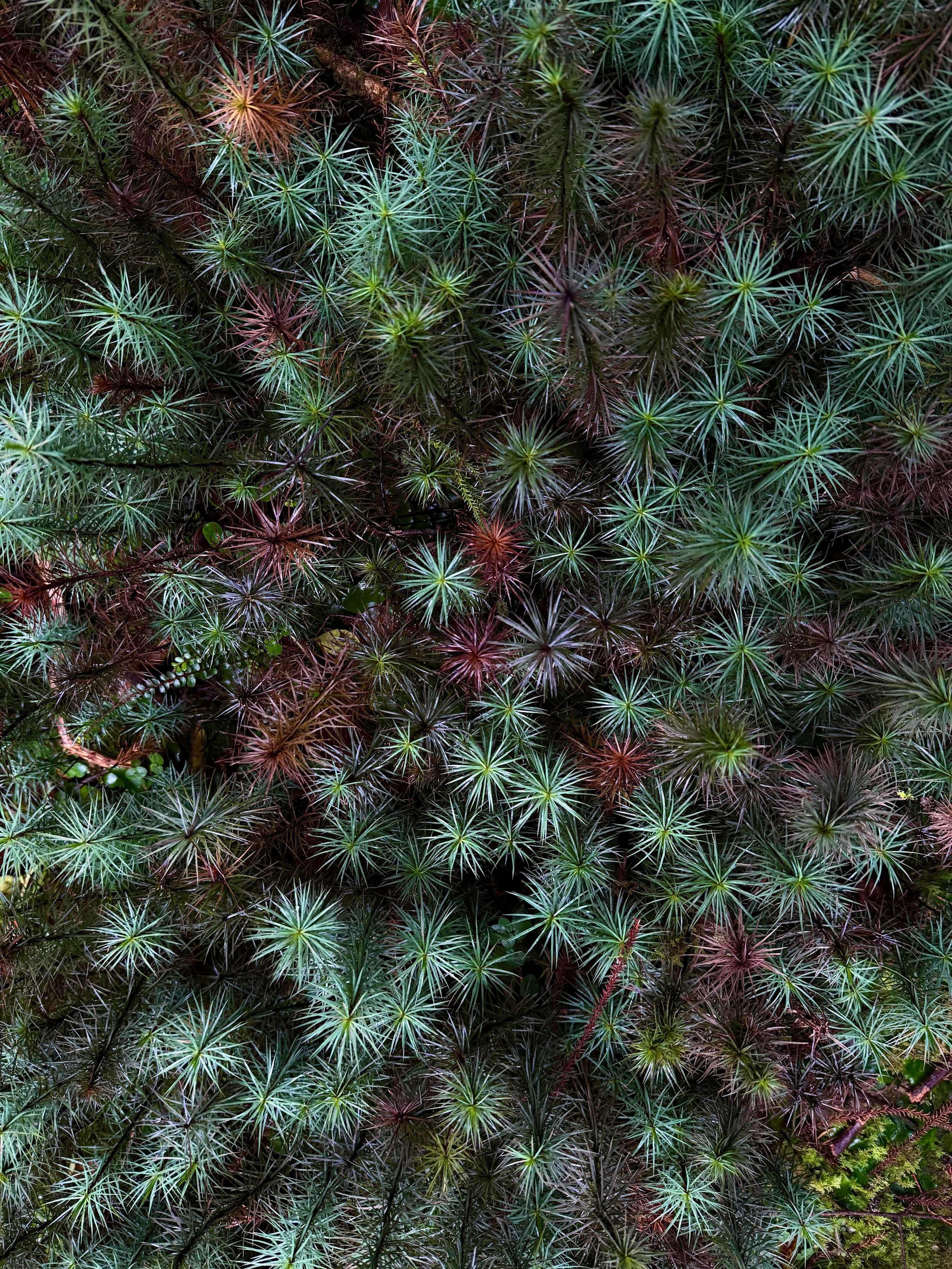 Miniature forest.