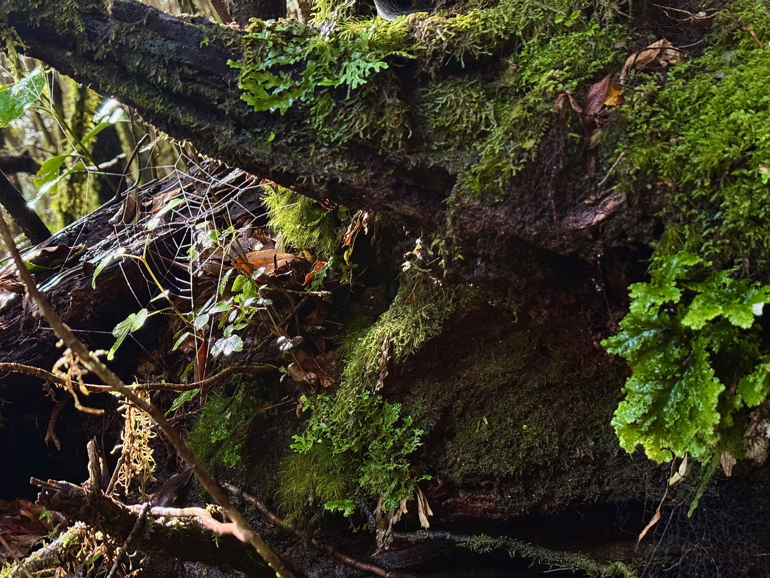 A spiderweb in the morning dew and light mist.