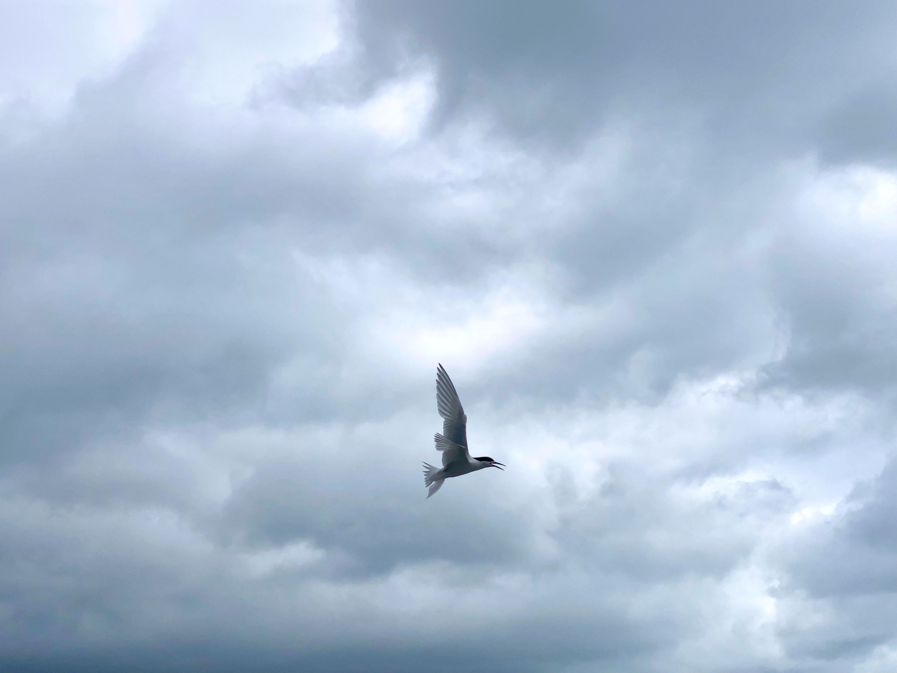 Tara ([White-fronted Tern](https://nzbirdsonline.org.nz/species/white-fronted-tern)) at Martin's Bay lagoon.