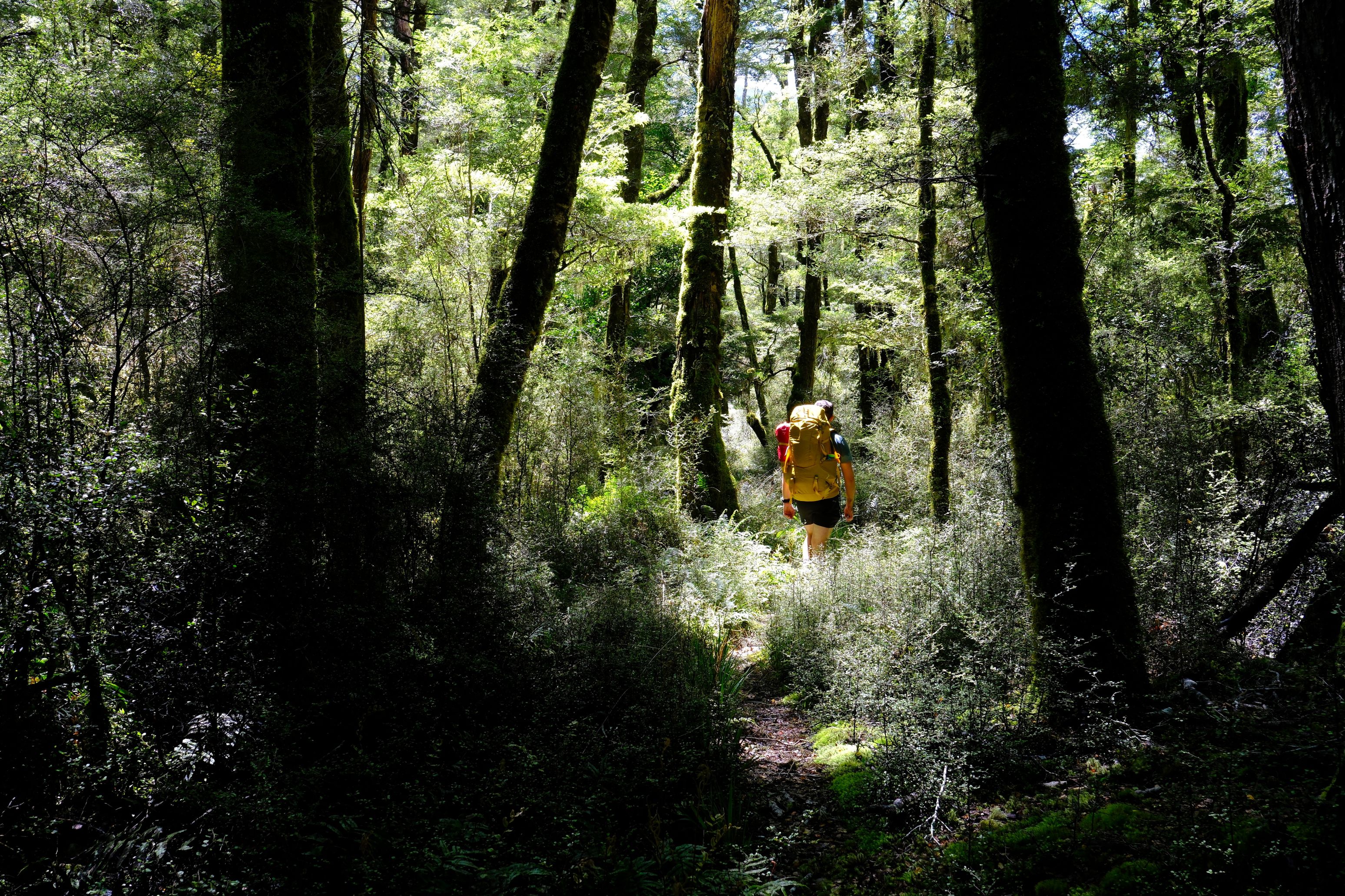 Tim in some more lush forest.