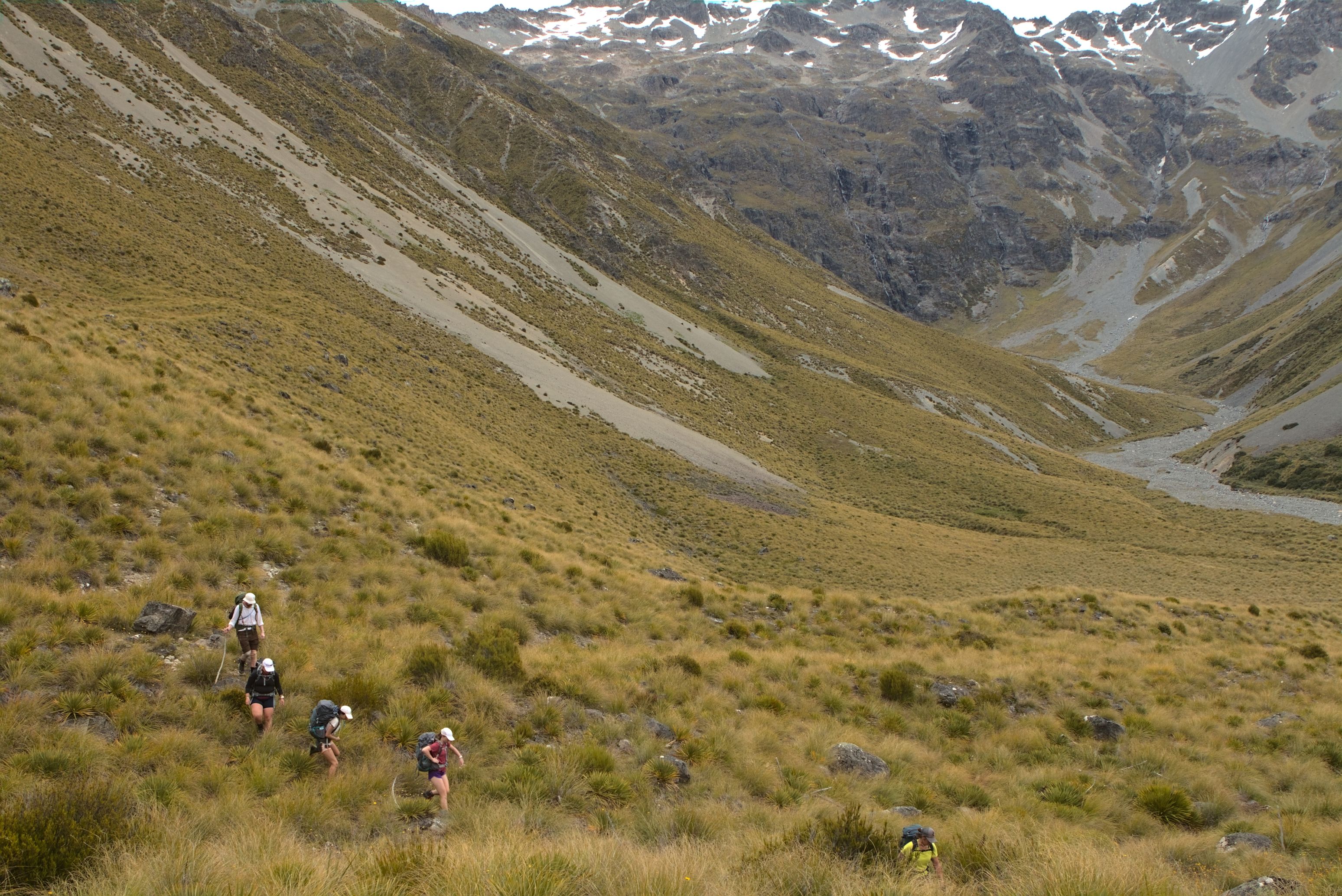 Dodging spaniards on the way to Maitland Hut - looking forward to the forest.