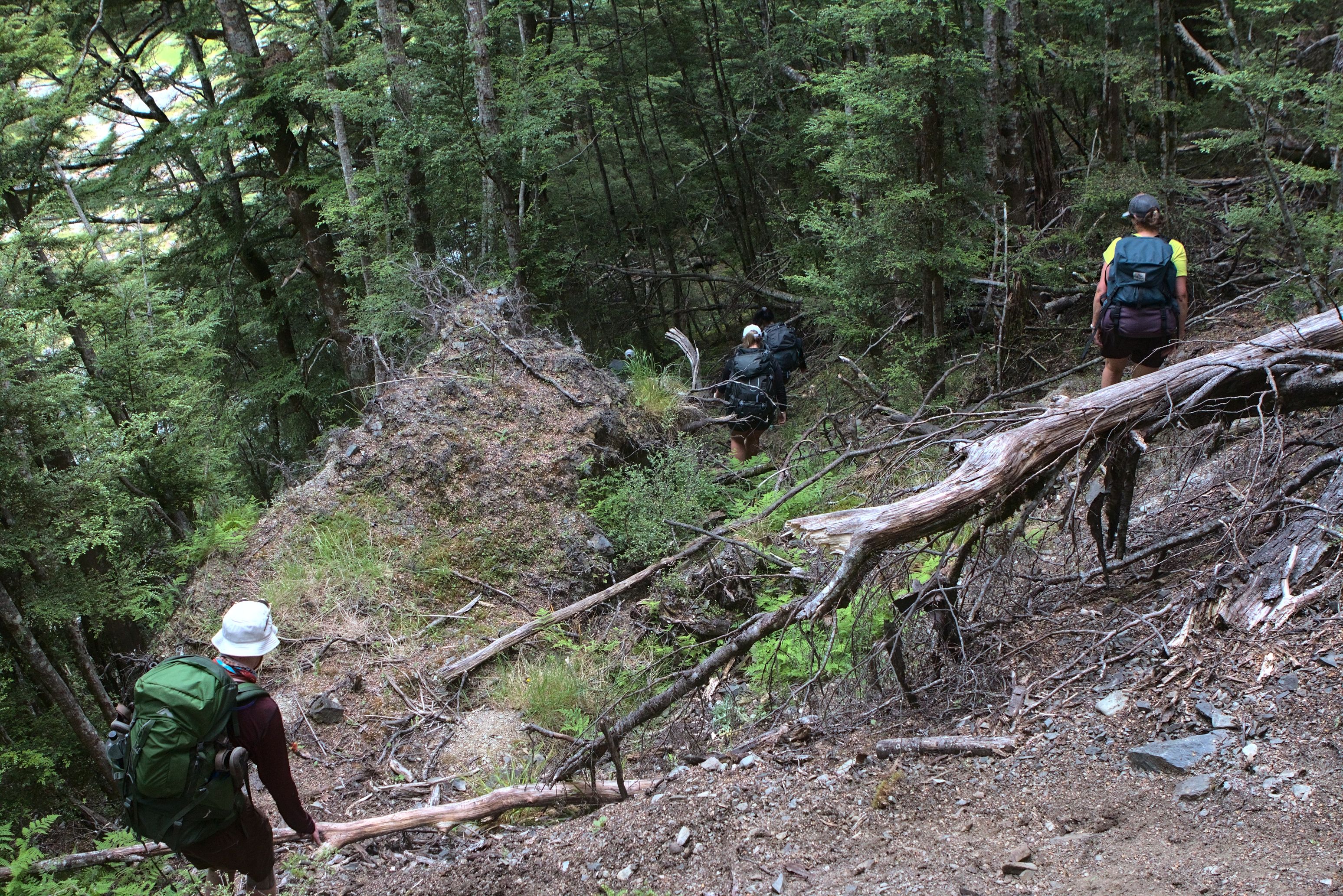 Some treefall on the not very maintained Maitland Stream Track.